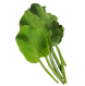 genjer, genjer organik, obat genjer, pupuk genjer