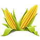 Jagung organik