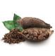 Kakao organik coklat