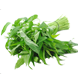 kangkung organik, obat kangkung, pupuk kangkung
