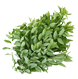 katuk obat, pupuk katuk, katuk subur