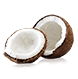 tanam kelapa dan tumbuh