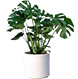 Monstera tanaman hias