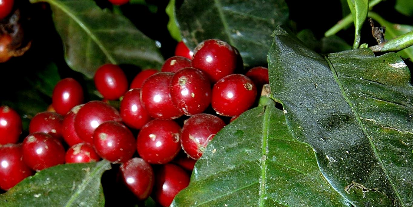 kopi