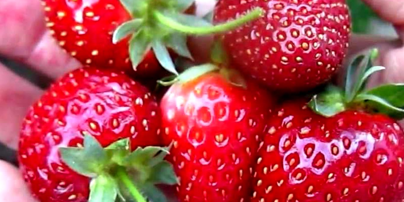 strawberry