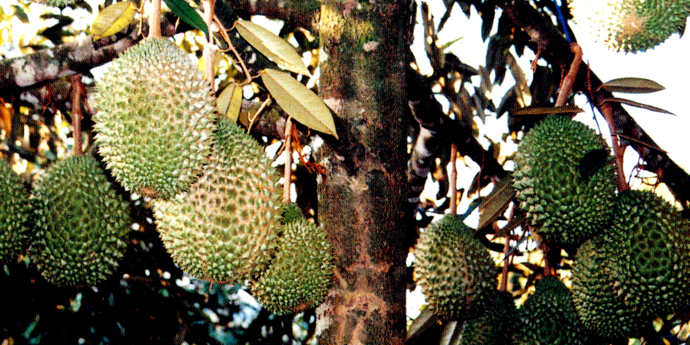 durian