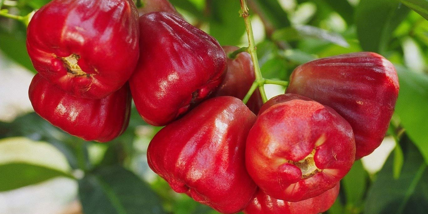 jambu air organik manis