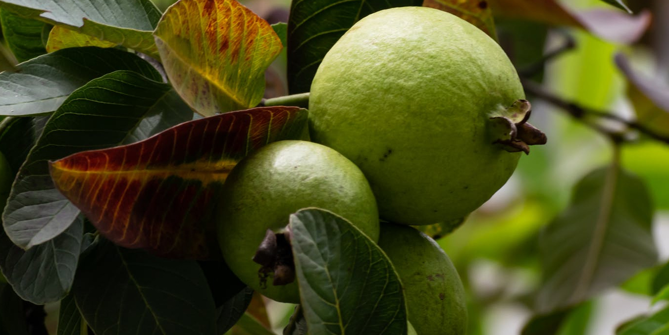jambu batu kaya vitamin c