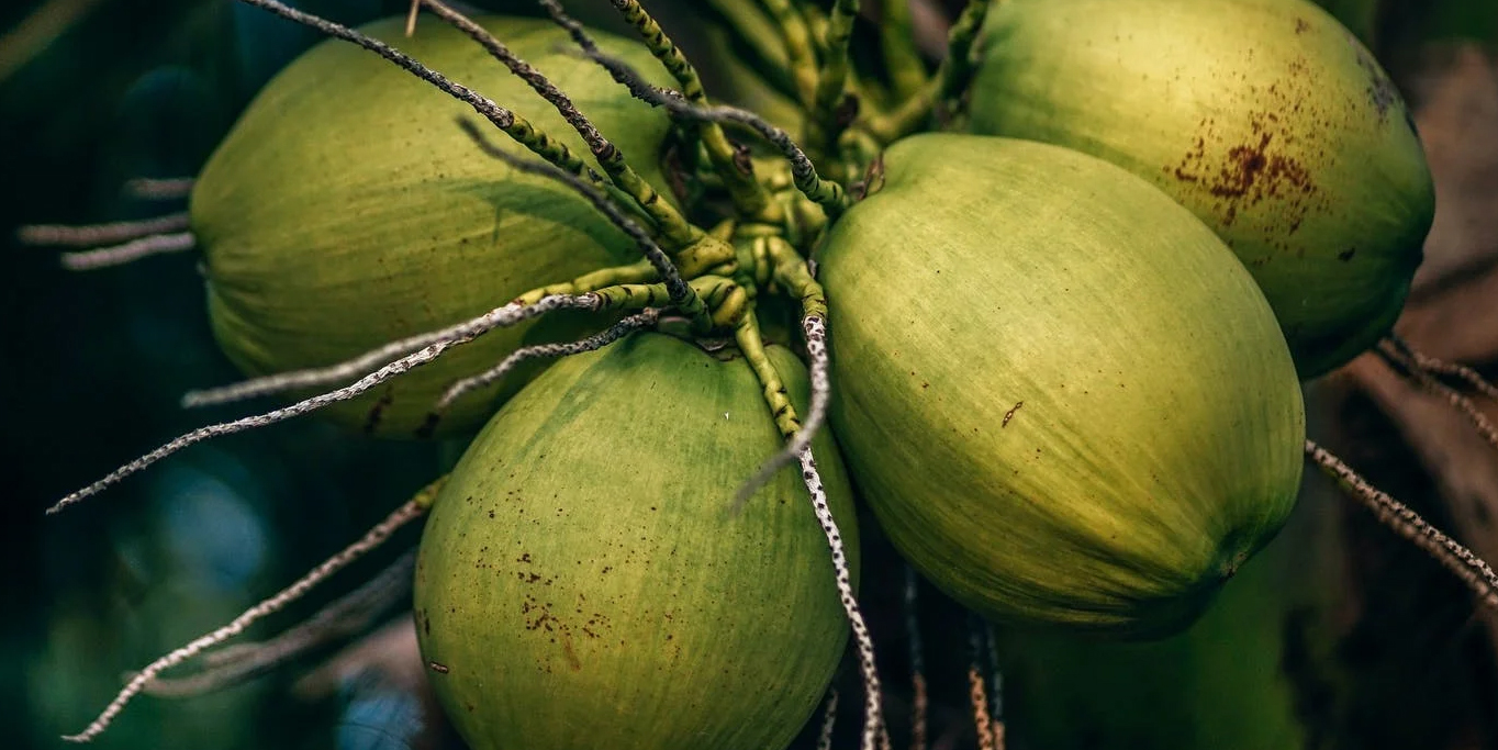 pertumbuhan pohon kelapa