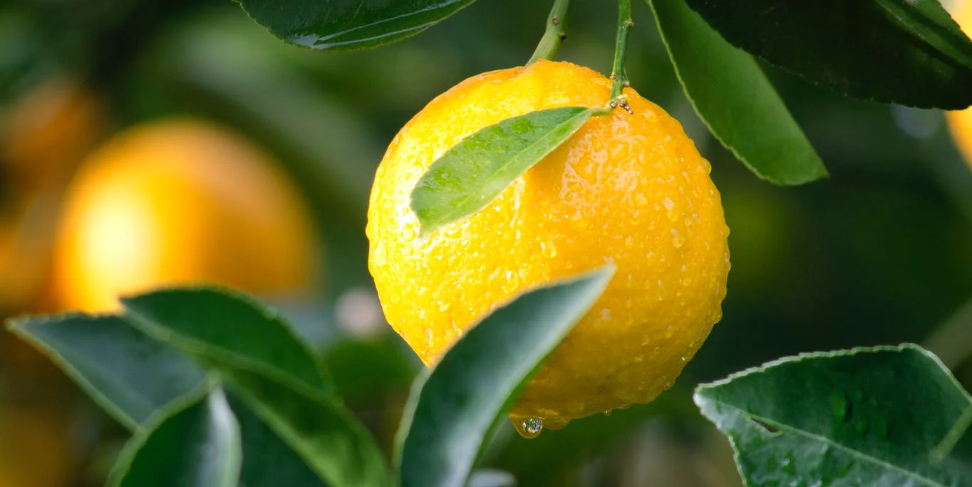 lemon cepat berbuah