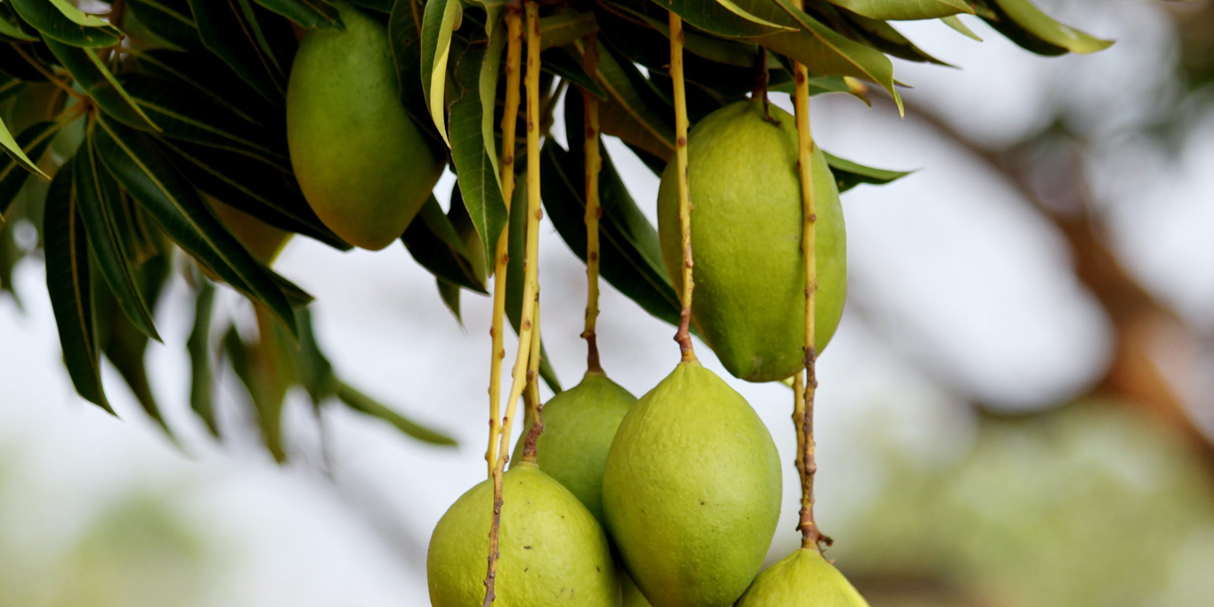 mangga harum dan manis