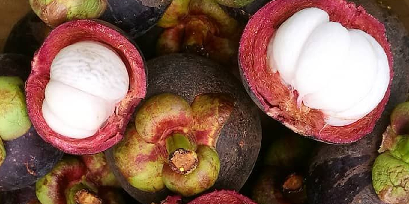 pupuk untuk buah manggis