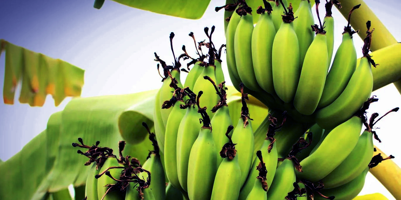 pisang manis organik