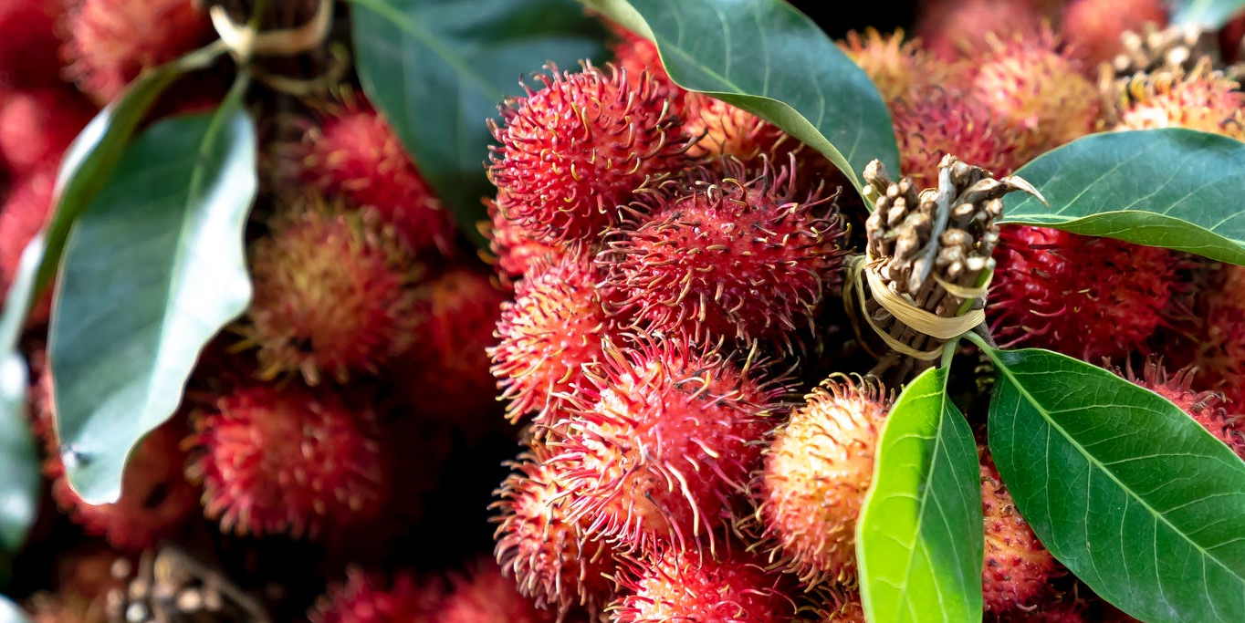 rambutan panen melimpah