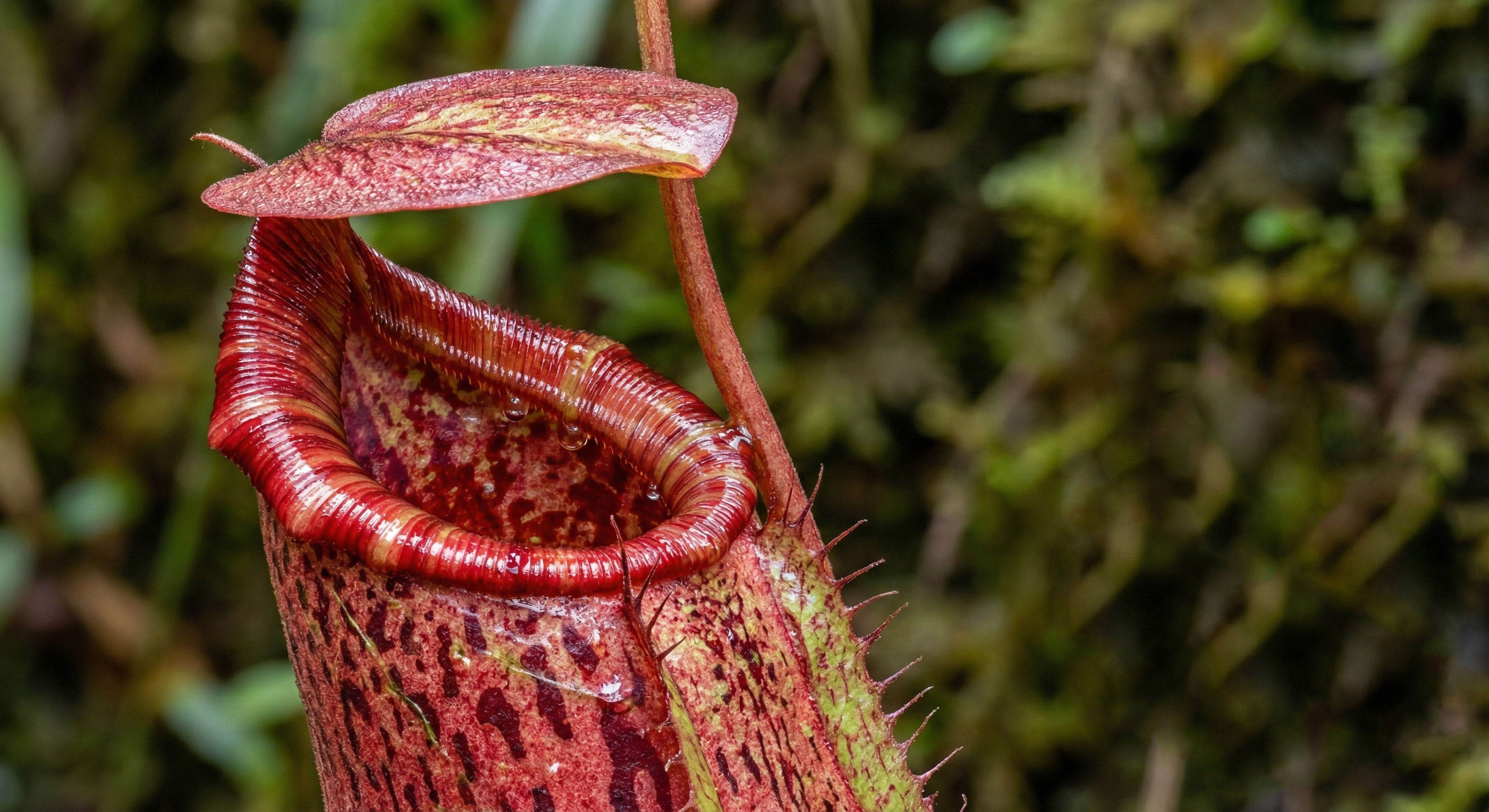 Detail Kantong Semar Merah