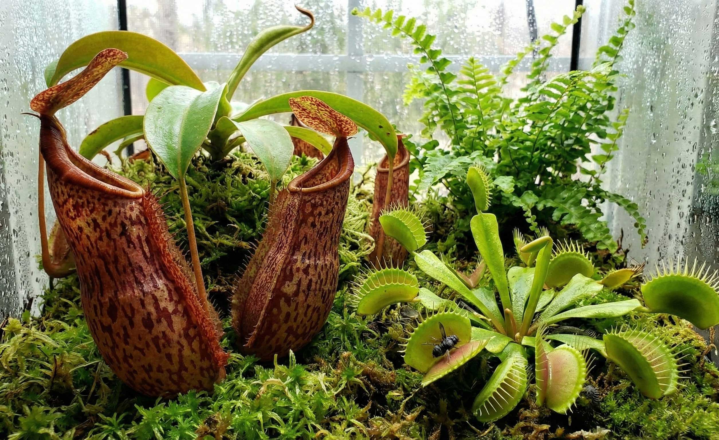 Koleksi Kantong Semar dan Venus Flytrap Rimbun