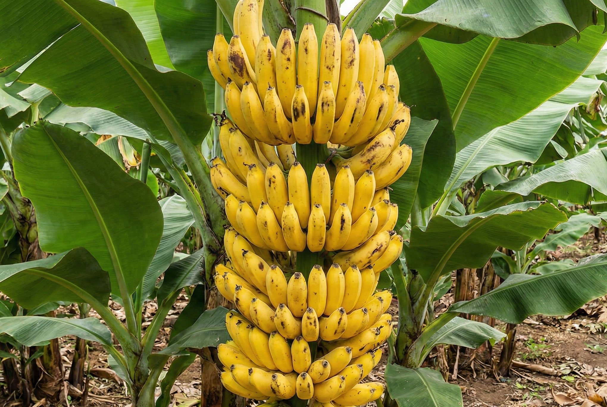 Tandan Pisang Besar